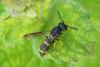 Stenodynerus xanthomelas